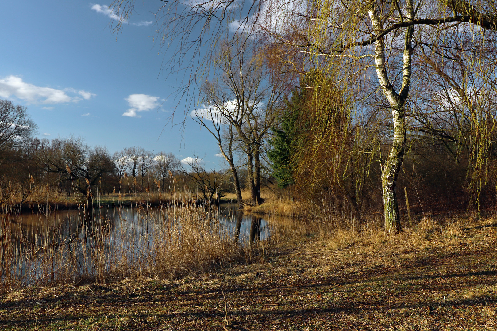 Lange Schatten am Teich