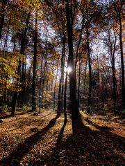 lange Schatten - Eilenriede/Hannover