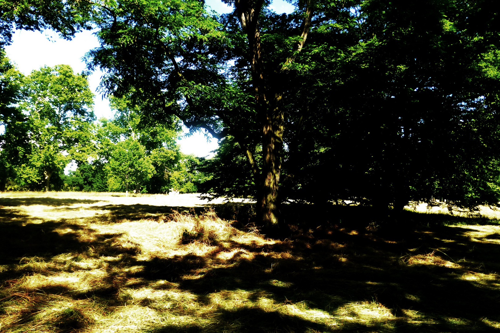 Lange Schatten im Park.