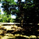 Lange Schatten im Park.