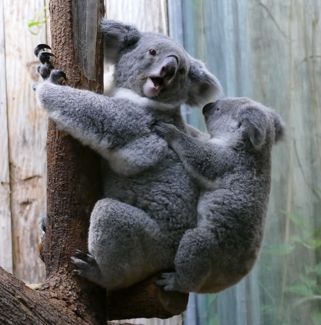 "Lange trag ich dich nicht mehr", Koalas im Duisburger Zoo