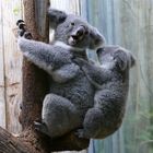 "Lange trag ich dich nicht mehr", Koalas im Duisburger Zoo