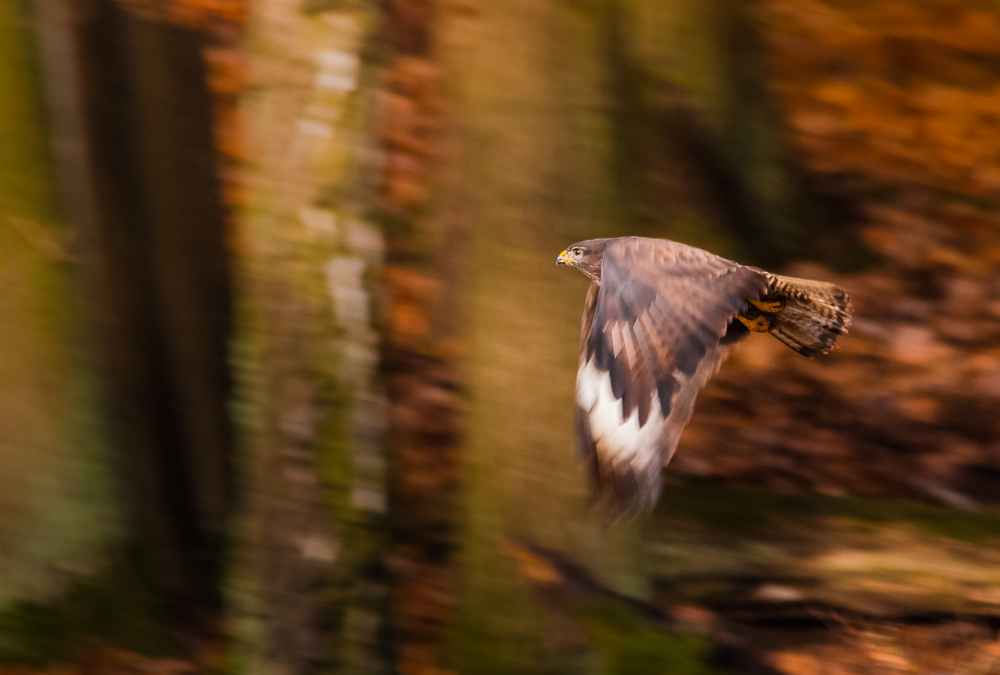 lange Verschlusszeit beim fliegenden Mäusebussard -