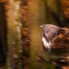 lange Verschlusszeit beim fliegenden Mäusebussard -