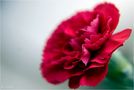 Nelken (Dianthus)