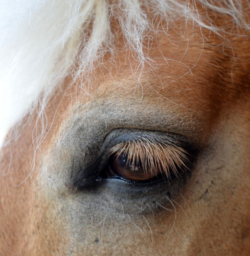 Lange Wimpern, ohne Mascara!