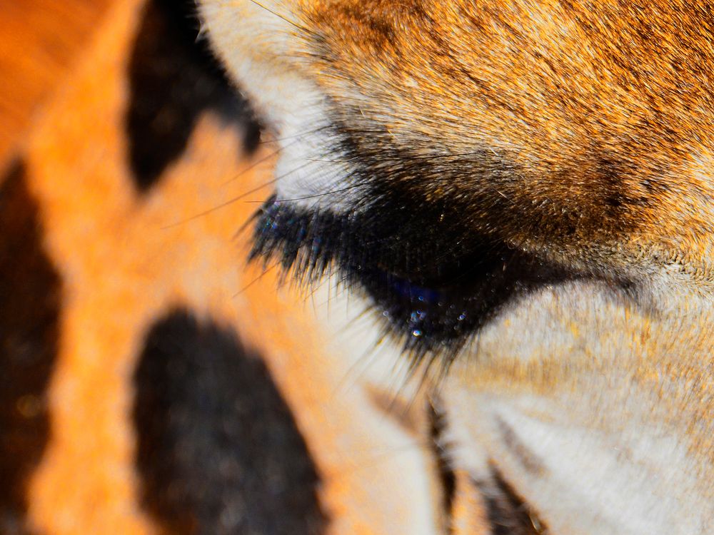 Lange Wimpern Und Schone Augenbrauen Einer Netzgiraffe Foto Bild Tiere Tiere Macros Co Schone Augen Bilder Auf Fotocommunity