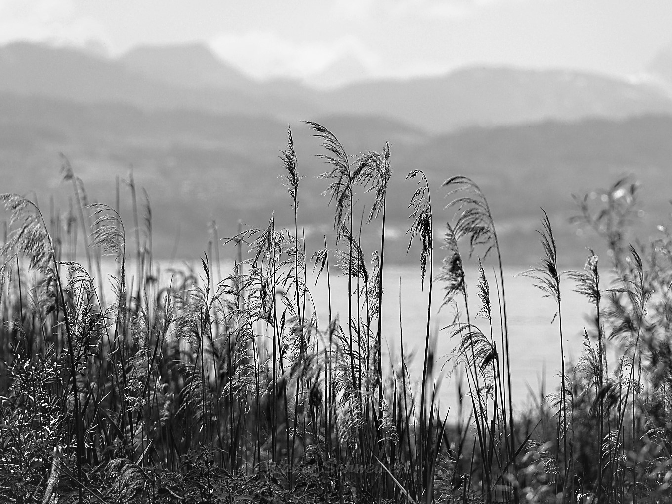 Langenargen am Bodensee