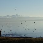 Langenargen - Die Vögel - nix Hitchcock