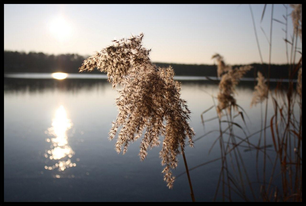 Langener Waldsee