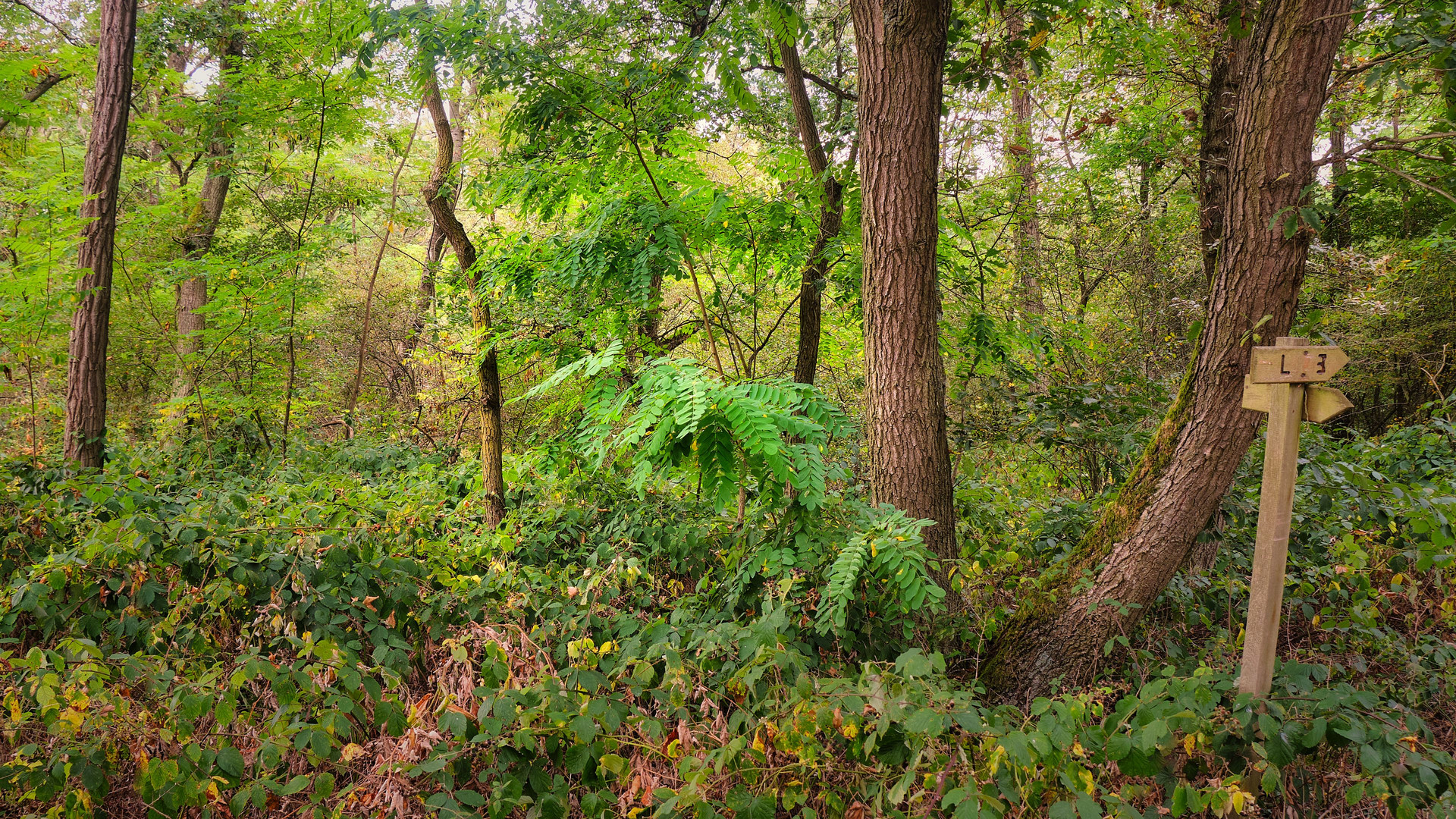 Langenlonsheimer Wildnis