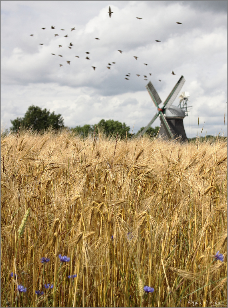 LANGENRADER WINDMUEHLE