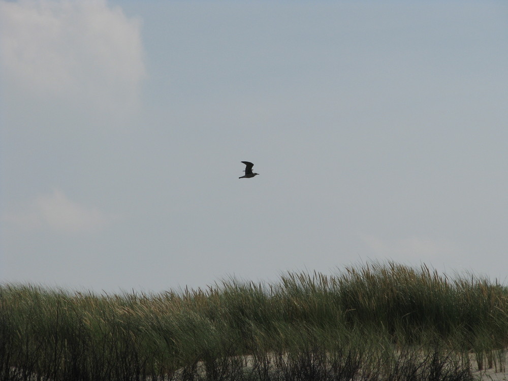 Langeoog 09