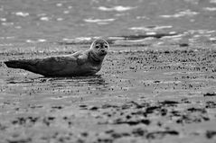 Langeoog 3