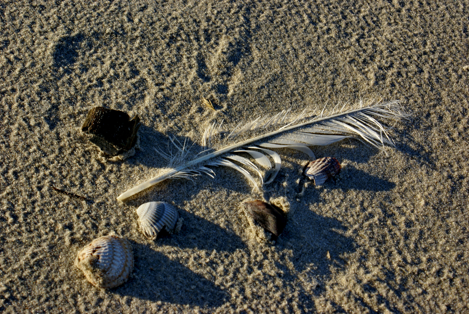 Langeoog 579