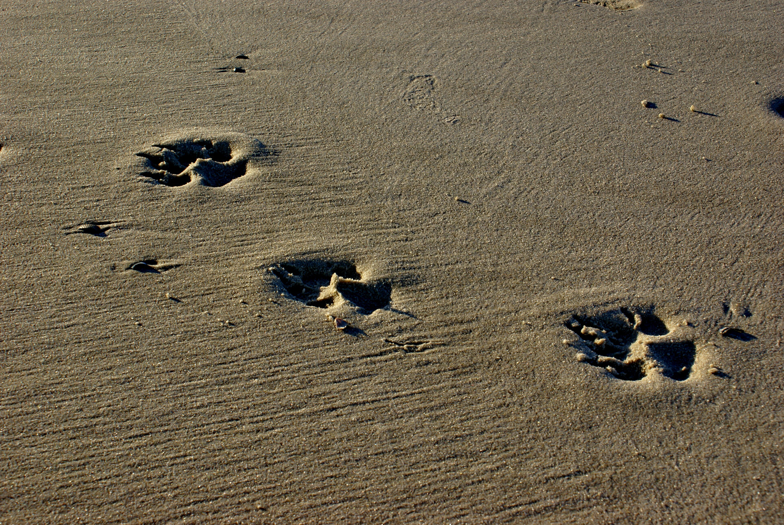 Langeoog 609