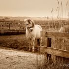 Langeoog 