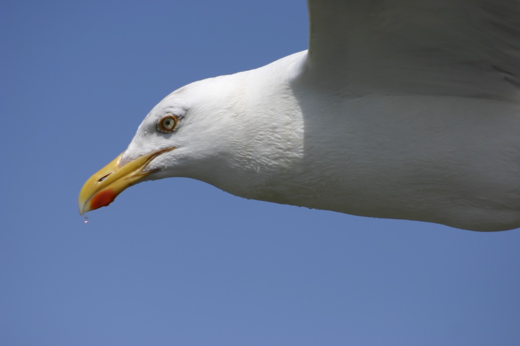 Langeoog