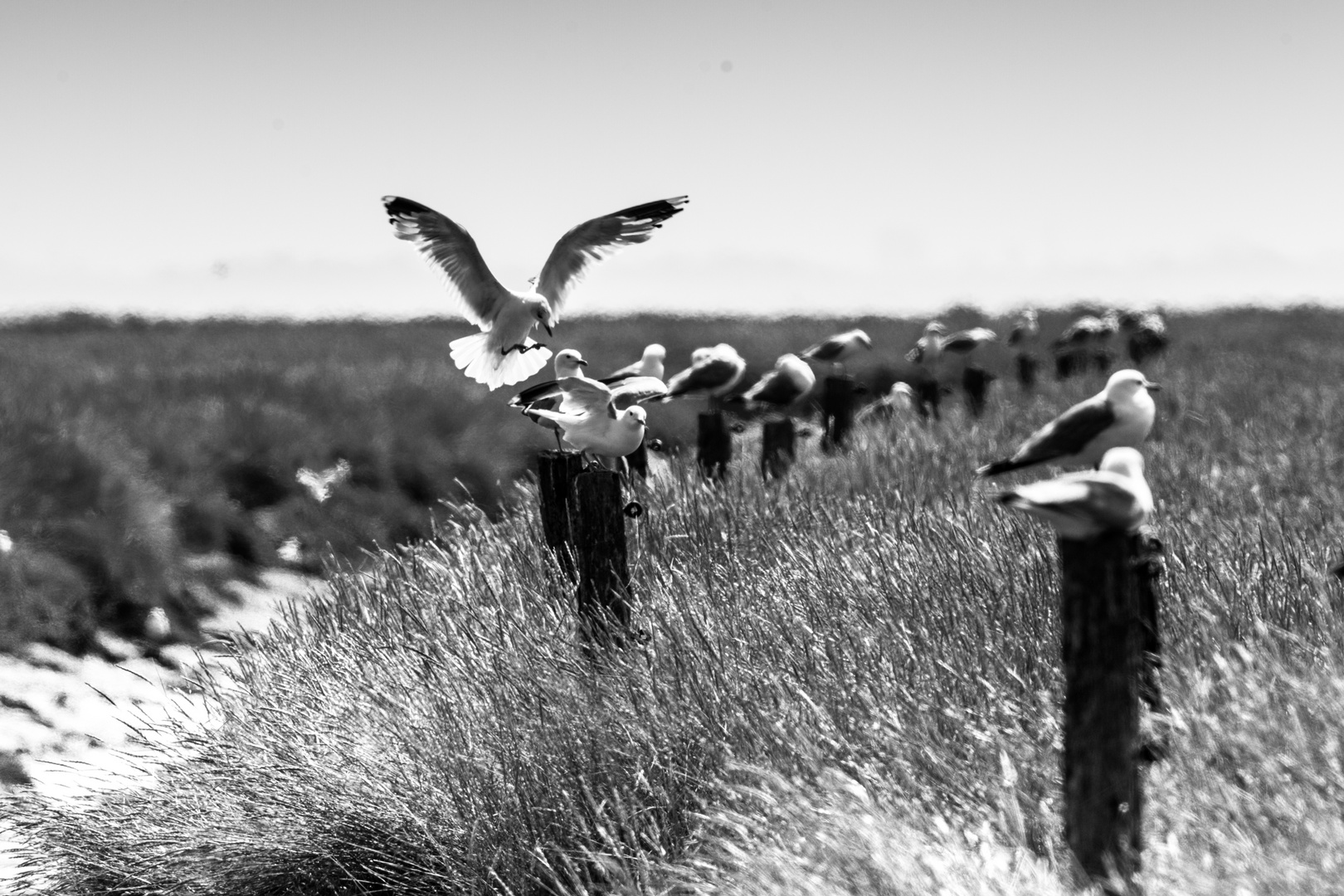 Langeoog im Juli, Schwarz-Weiß (5)