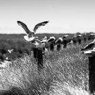 Langeoog im Juli, Schwarz-Weiß (5)