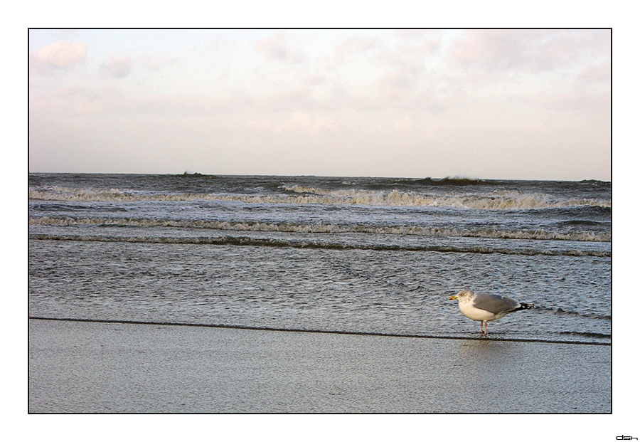 Langeoog Impressionen [8]