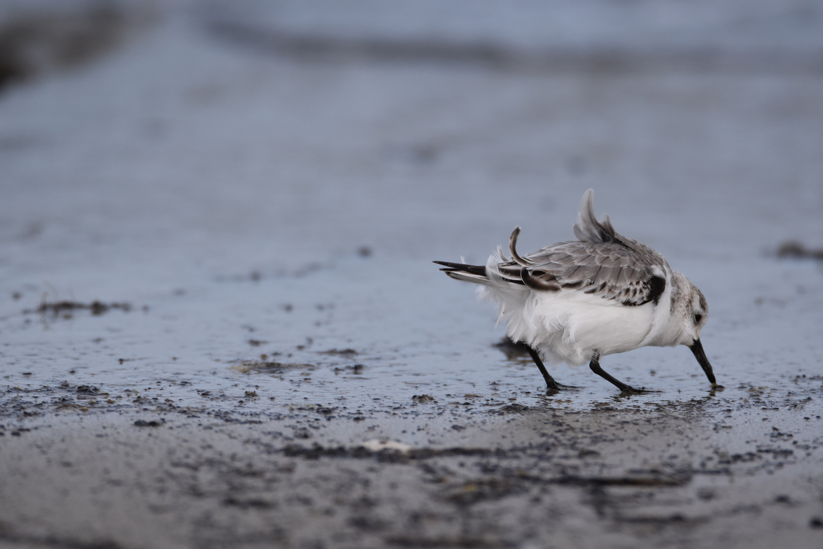 Langeoog Januar 2018 (11)