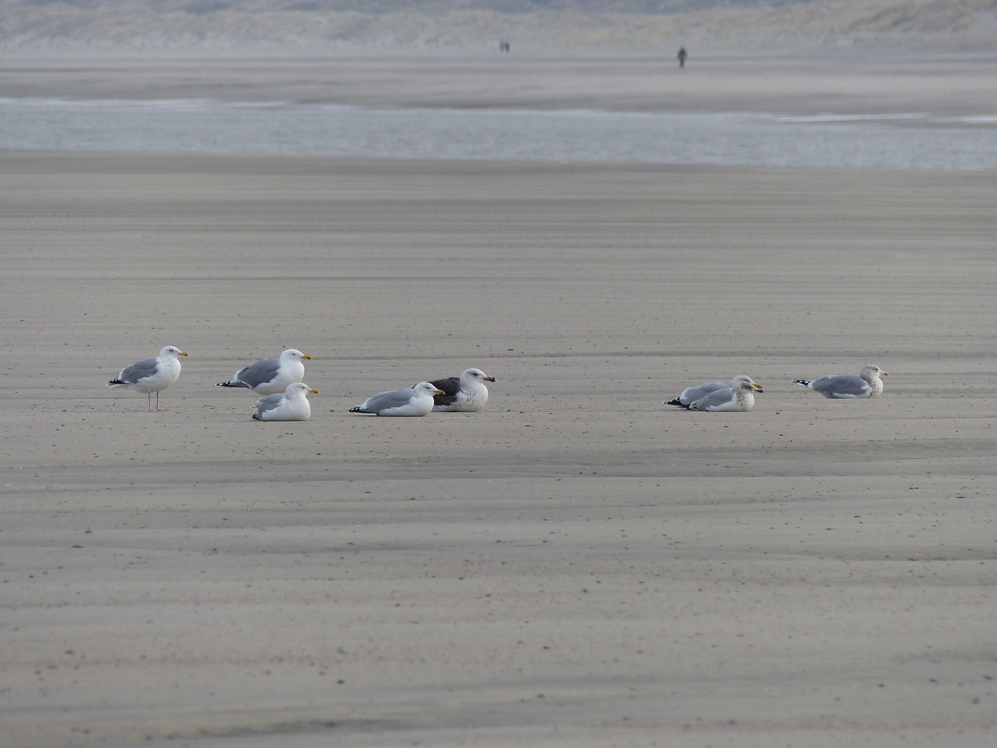 Langeoog Januar 2018 (18)