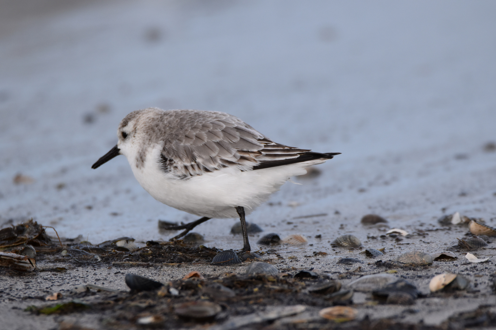 Langeoog Januar 2018 (24)