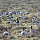 Langeoog Januar 2018 (52)