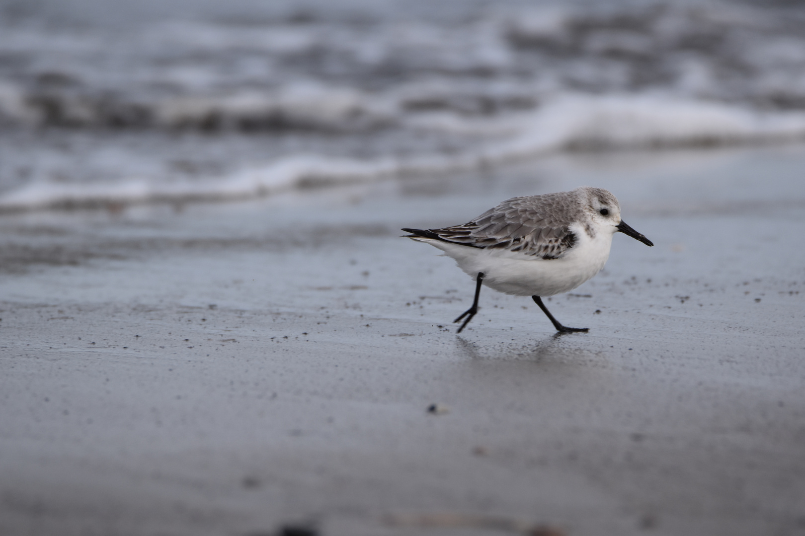 Langeoog Januar 2018 (54)