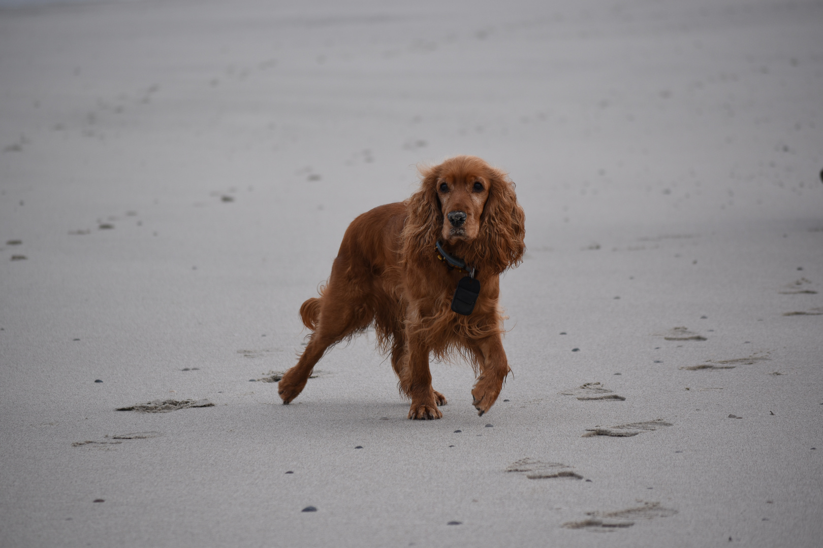 Langeoog Januar 2018 (57)