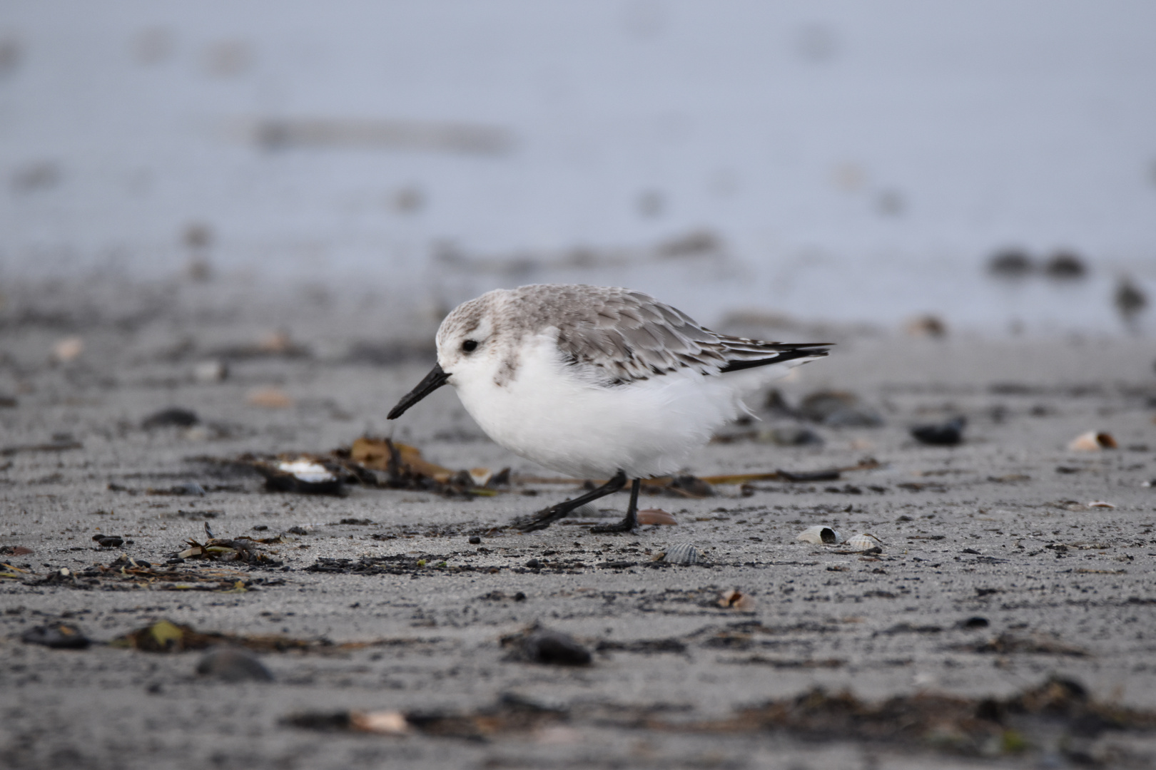 Langeoog Januar 2018 (62)