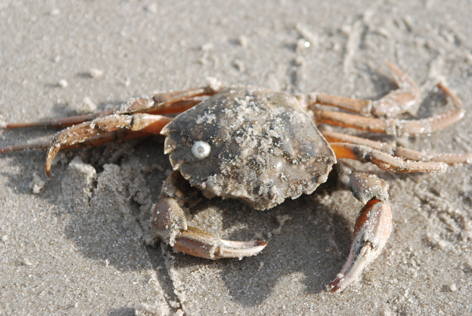 Langeoog Krebs