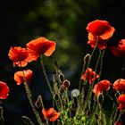 Langeoog-Rot