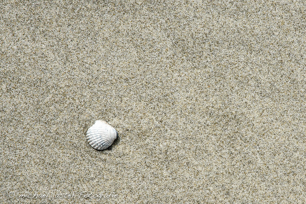 Langeoog " Sandstrand mit Muschel "