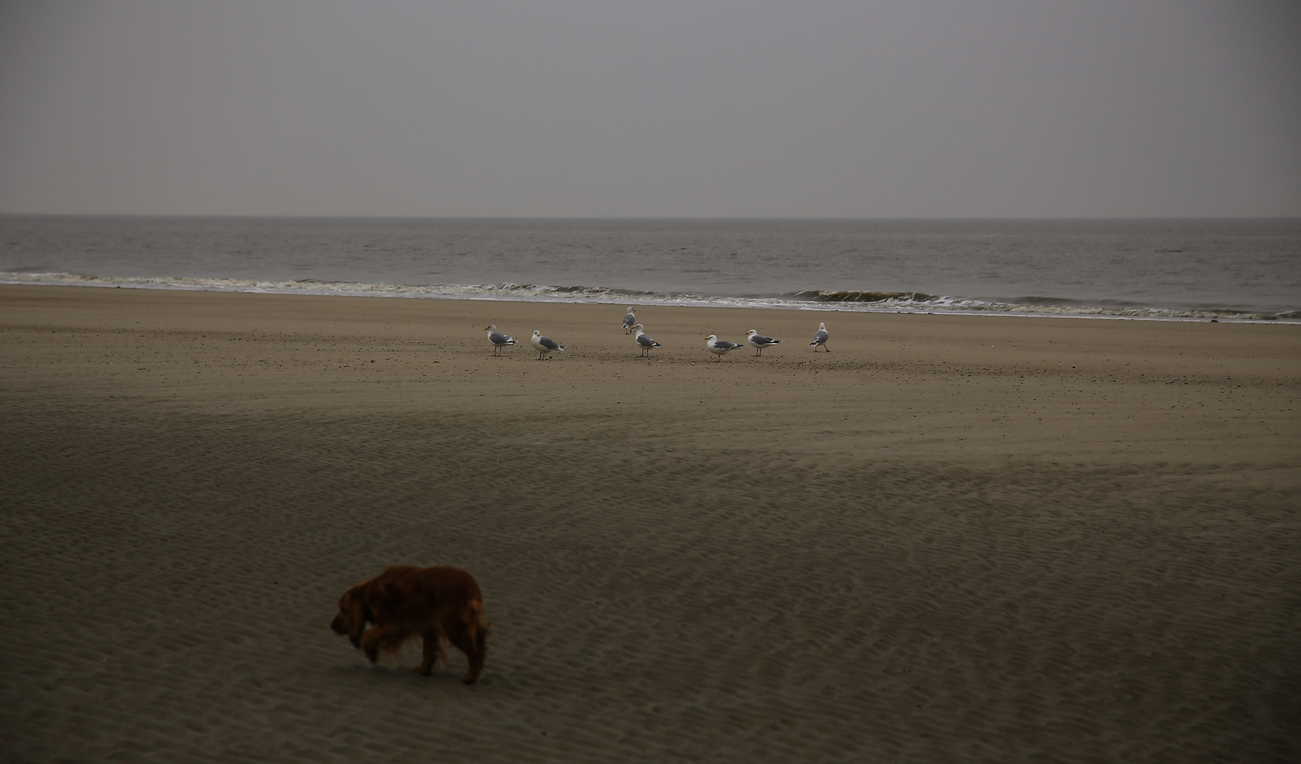 Langeoog...2018...021...6D