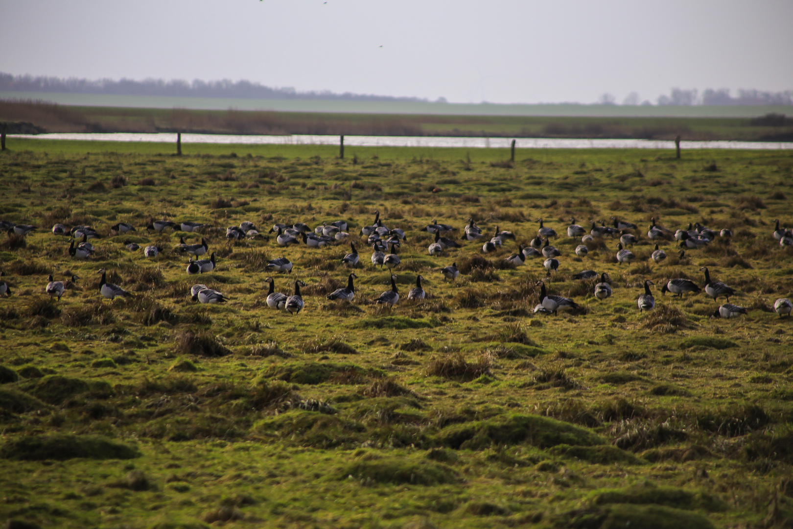 Langeoog...2018...088...6D