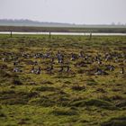 Langeoog...2018...088...6D