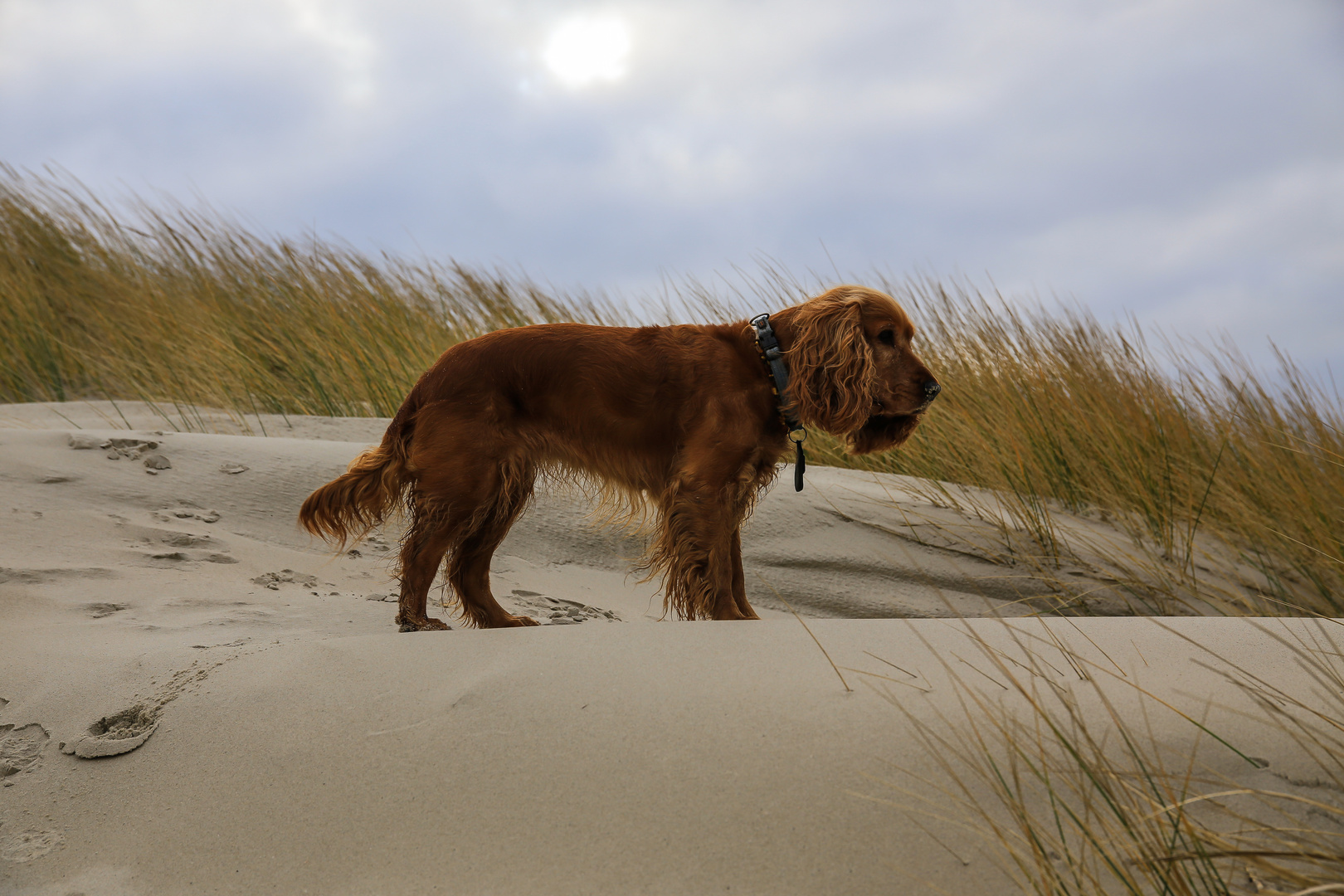 Langeoog...2018...115...6D