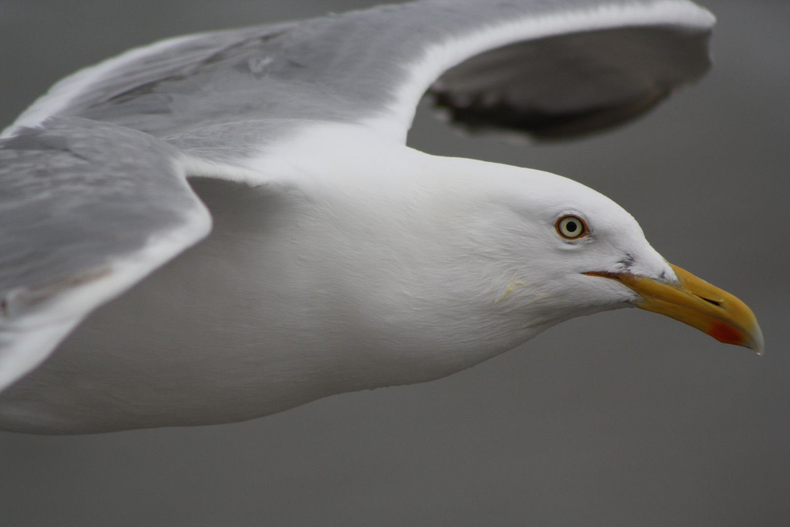 Langeooger Möwe