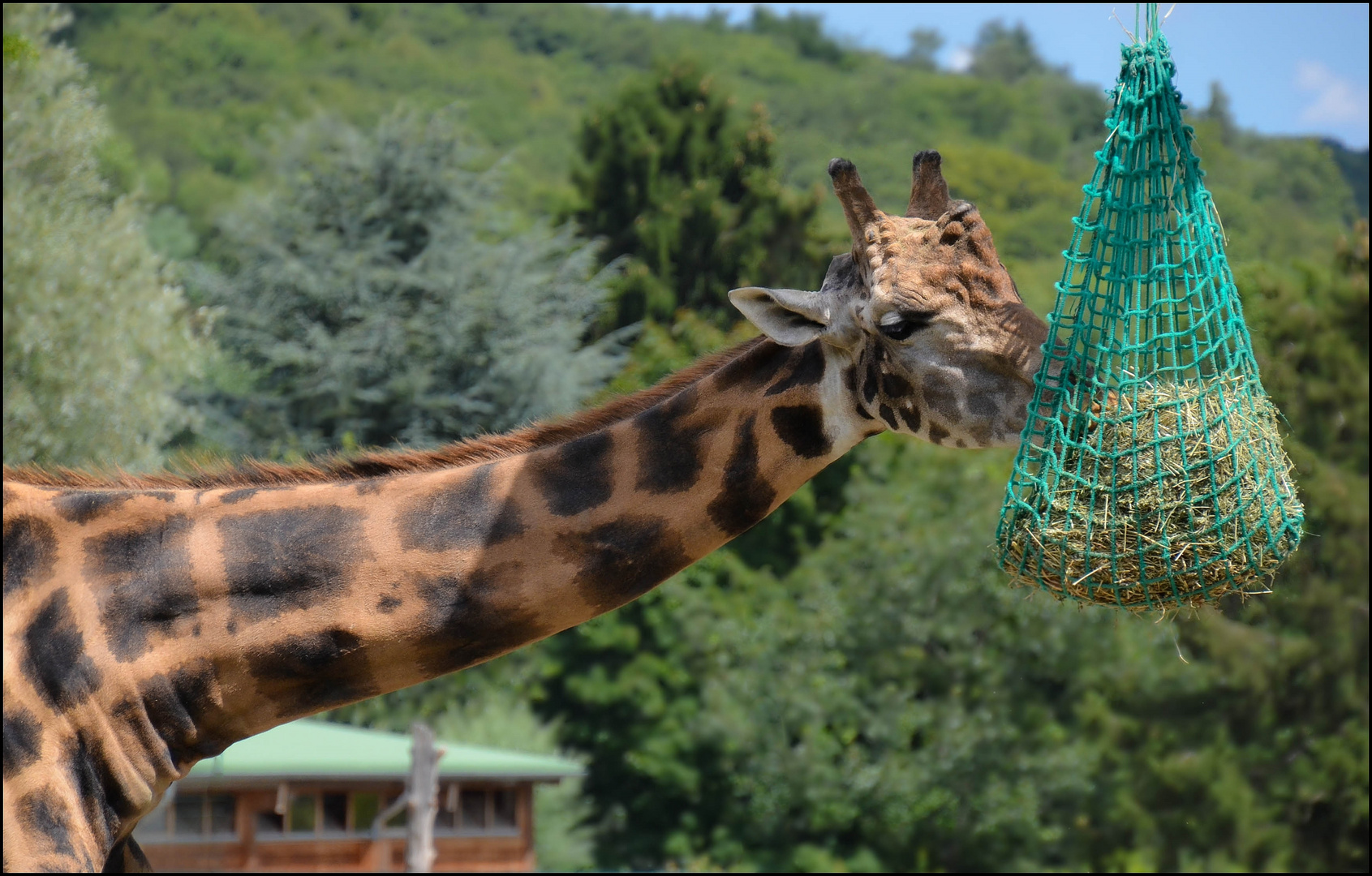 Langer Hals für einen Snack