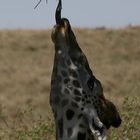 langer Hals und lange Zunge - der Komfort der Giraffe