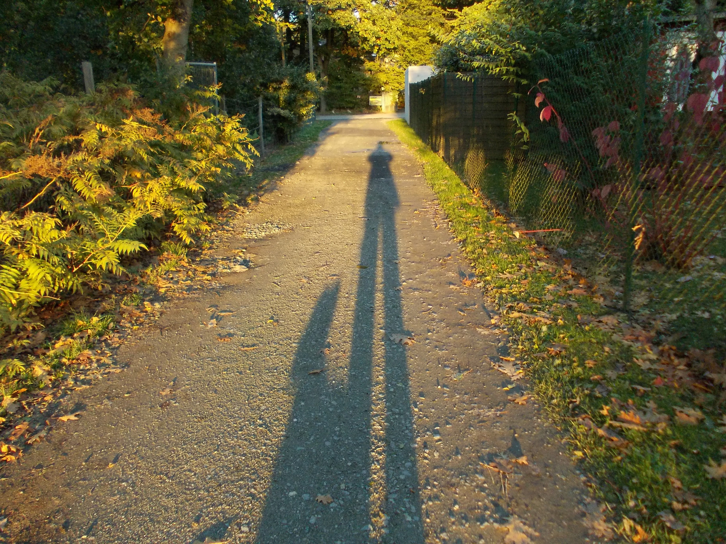 Langer Herbstschatten