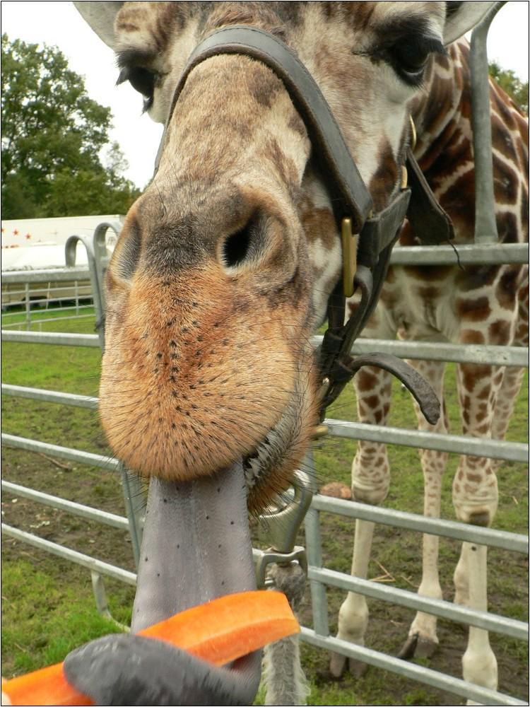 langer Lappen - long tongue