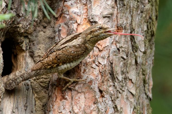Langer Lappen - Wendehals (Jynx torquilla) 