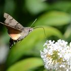 Langer Rüssel ! - Ein Taubenschwänzchen am Sommerflieder