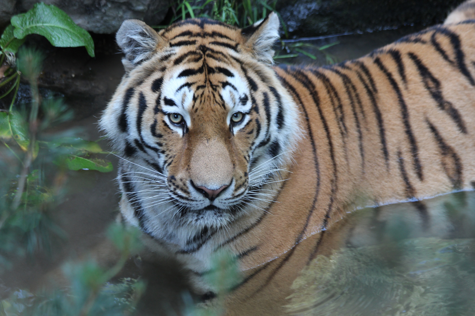 Langer Samstag im Zürcher-Zoo