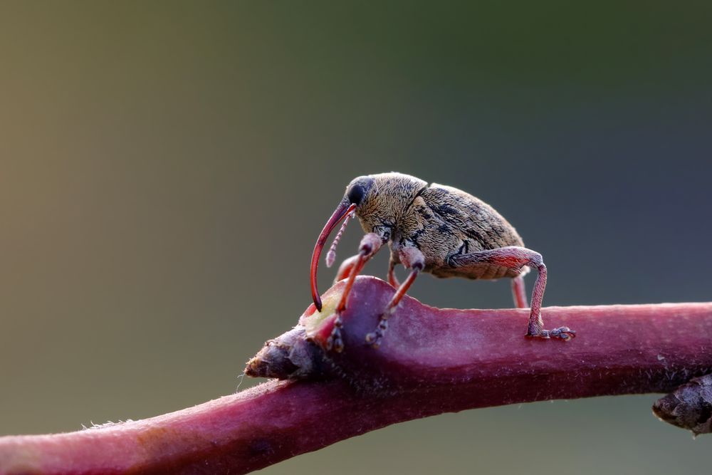 Langer Saugrüssel: Eichelbohrer(Curculio glandium)   beim Trinken