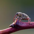 Langer Saugrüssel: Eichelbohrer(Curculio glandium)   beim Trinken