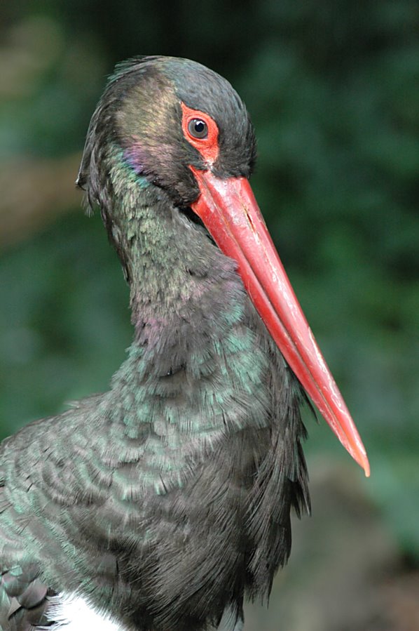 langer schnabel foto bild tiere zoo wildpark falknerei